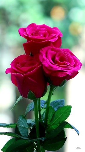 62K views · 3.2K reactions | Pink Roses | Roses | Facebook