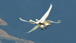 大天鹅比翼双飞，助跑起飞画面震撼来袭！