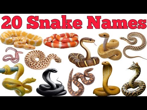 20 Snakes Names for Kids | Learn Snake Names with Pictures | Educational Animal Video