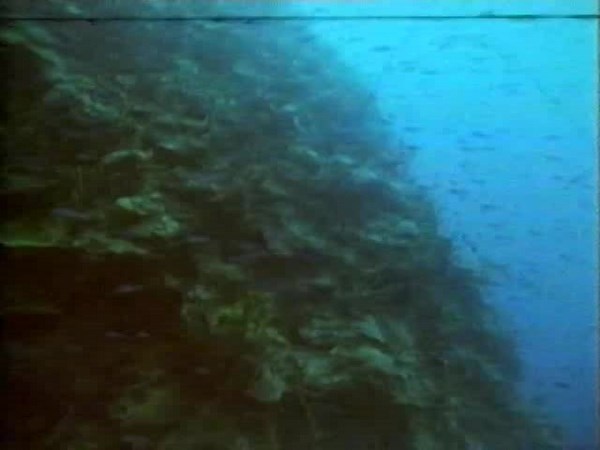 BBC Natural World 180 Episode Collection
