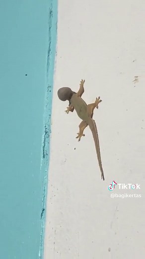 Cicak Kepala Besar - Mysterious Giant Lizard