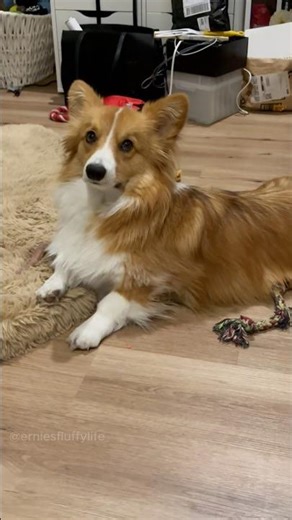 Perfect Corgi Model.. 🤩 #corgi #model #funny #dogs