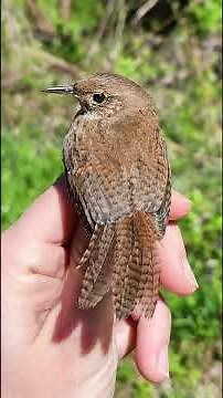 Songbirds with more complex vocal learning are better problem-solvers and have larger brains