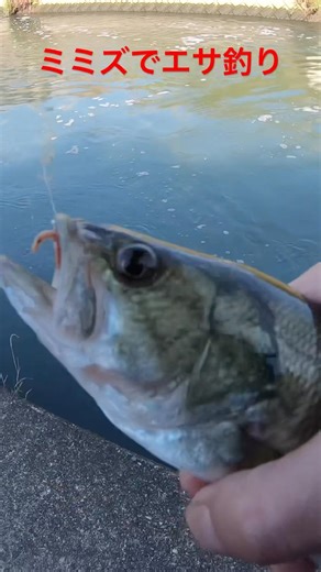 川でミミズを使ってエサ釣りしてみたらあの魚が簡単に釣れました！！#shorts #fishing#小魚釣り #淀川 #エサ釣り
