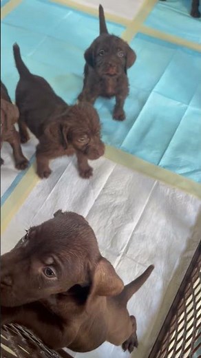 pudelpointer puppies