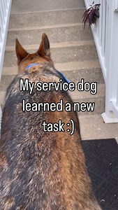 80K views · 337 reactions | Life saving, truly . . . [VD: dog walking up stairs in front of person holding camera dog is holding a package text on screen “my service dog learned a new task” cut to a picture of package contents with merch from web series alien stage mostly including of the characters Ivan and Till END] . . . TAGS #disability #servicedog #workingdog #dogstagram #dogsofinstagram #alienstage #yaoi #pridemonth #disabilityblogger | Pidgeandgrimm | Facebook
