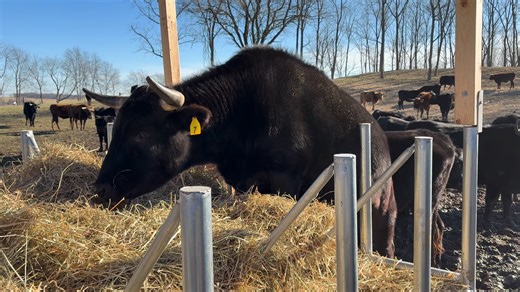 When you’re raised on good grass and clean hay, you get a little selective. We’ll allow it.” | Green Plains Ranch