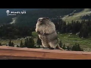 Animal Burping Medley