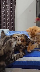 Maine Coon mixed breeds. NFA Inbox for details. . . . . . . . #kittens #cats #catsofinstagram #bdcats #bangladesh #dhaka #kittensofinstagram #catstagram #kitty #mainecooncat #catlovers #dhakacats #instacat #meow #catlife #catoftheday #pets #cute #bangladeshicats #mainecoon #love #animals #cutecats #kittycat #lovecats #kittenlove #catsagram #petsofinstagram #bhfy #catnip | Rifat Shakhawat Hossain