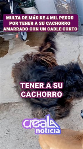 160K views · 5.5K reactions | Tener a su Perro Amarrado le Costará...