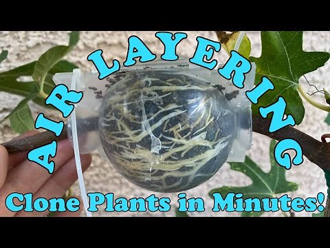 Easy way to air layer figs (complete guide with results)