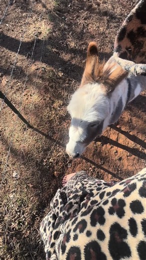 Embrace the Ranch Life: Bathrobe and Barefoot Adventures