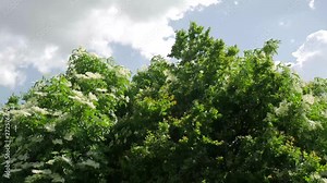 Strong wind blowing the flowering elder tree ( Sambucus Nigra).
