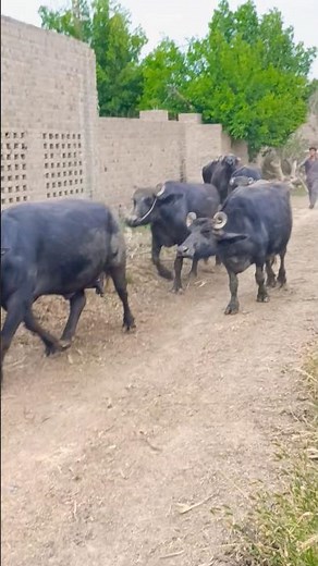 buffalo farming, buffalo talaab, buffalo cartoon, bhains wala cartoon,#cows #animals #buffalo