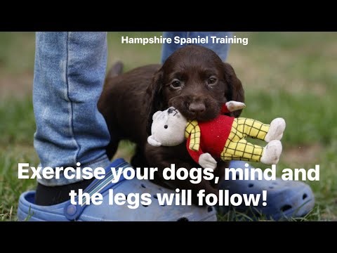 ‘Exercise your dog’s mind and the legs will follow’