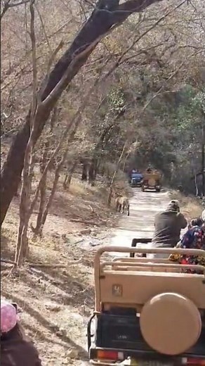 Crazy LION Roar Sounds #cat #wildlife #dinosaur #roar #trending #viral