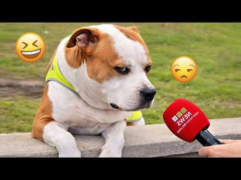 Funniest DOGS of the Year 🐶😂 Ultimate Compilation 2026 #3