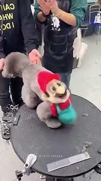 You Won’t Believe #7 ,Funniest & Most Creative Dog Haircuts Around the World 🐶✂️ | #chitzbitz