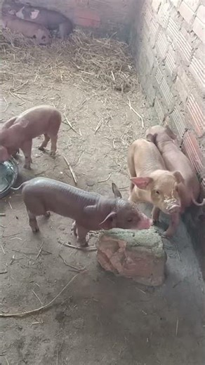 cute baby pigs #shorts