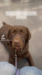 Have you ever wondered what staff meetings are like at a service dog organization? They’re full of adorable puppies!🐕‍🦺 #freedomservicedogs #dogs #servicedog #servicedogintraining #colorado | Freedom Service Dogs