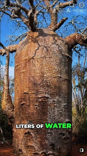 Baobab: Africa's Amazing Tree of Life Explained #shorts