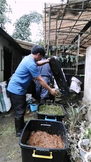 a research study on the decomposition of pine needles using Nature's Way Compost Activator. Stay tuned for updates on this exciting sustainable projects Conducted by U. P Baguio and John Hay Management #EcoResearch #UPBaguio #campjohnhaybaguio | Peter The Forester