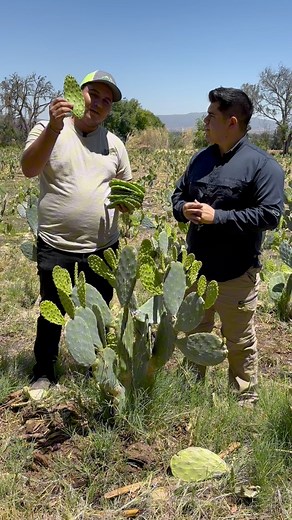 927K views · 13K reactions | Así se cosecha Nopal ️ #agro #agricola #Agronomo #agricultura #agronegocio y #agricultor #nopales | Pepo el Agrónomo | Facebook