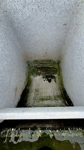 Finding koi Fry in the Cetus Sieve 👀@Evolution Aqua #koifry #koifryfilter #koifilter #koikeepers #koilife | Koi Keepa