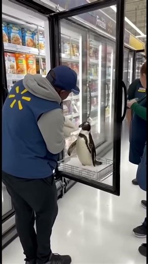 A penguin that went missing from an animal exhibit was found inside a Walmart freezer after 6 months