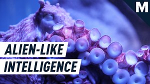 Donut-brained cuttlefish passed an intelligence test designed for kids