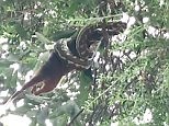 Python caught swallowing possum whole while swinging from tree