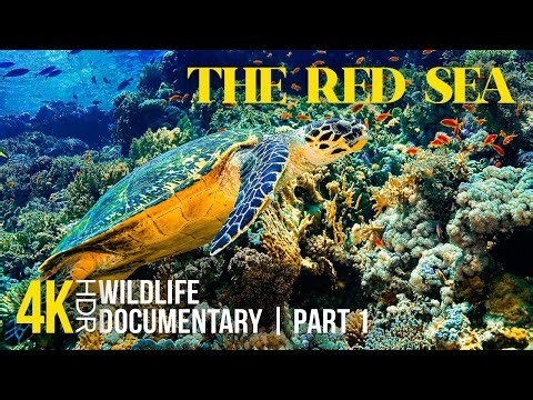 Amazing Red Sea 8K HDR | Deep Dive into the Underwater World of Corals & Marine Life - Part 1