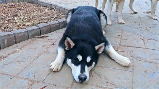 Watch How This Sweet Dog Argue Like He Understands Everything