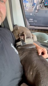 5.5K views · 252 reactions | Knucklehead really hates riding in enclosed vehicles but he now has a bunch of different guys that are helping him out with his issues. It’s neat to see some of the guys who don’t really like dogs jump in the front seat and start sharing the love. #spreadthelove #ptsd #recovery #wedorecover #recoveroutloud #dog #pitbull #knuckleheadedadventures | Knuckleheaded Adventures | Facebook