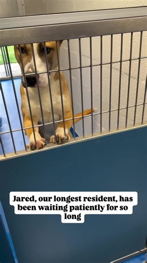 1/28- our longest resident is still in need! 1/13- Jared met his future dog ‘brother’ today and they didnt get along. So after over 2 weeks of pending, Jared is back in need and a long time resident. 12/17- Jared is now neutered! This handsome lad entered the shelter last week as a stray, since unclaimed. Jared is a happy go lucky, friendly boy! He’s easy to leash up and walk and eagerly trots right along by your side. He has such a sweet demeanor and one of those personalities that you could se