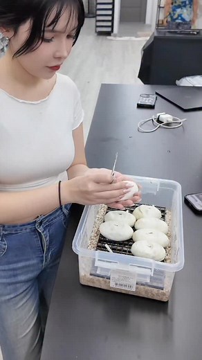 คุณพี่ผสมเยอะไปไหมคะ 🤣 #ballpython #งูบอลไพธอน | Sexy Ball Python