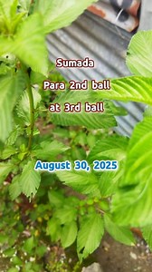 Sumada para 2nd ball at 3rd ball ngayong August 30, 2025 #stlsumada #STL | STL Tips at Sumada Nationwide