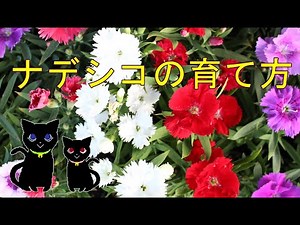 How to grow dianthus