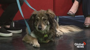 Calgary Humane Society’s animals up for adoption
