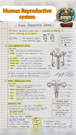 Human Reproductive system #science #biology #humanbody #shorts #trending #ytshorts