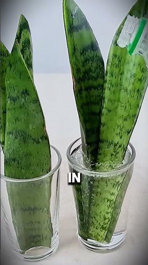 How to propagate snake plant step by step with comments
