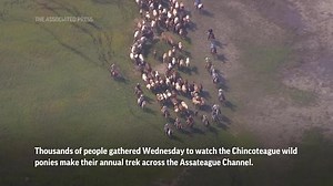 Wild ponies complete annual Chincoteague pony swim