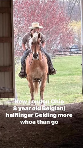 176 reactions · 32 shares | New London, Ohio. 8 year old15.3 hand Gelding,Belgian/Halflinger gentle, more whoa than go. Rode on trails. Worked cattle by old man. | Linda A Yoder | Facebook