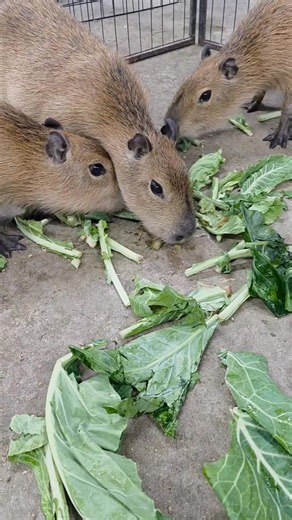 Chapple Farms on Reels