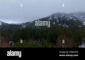 Aerial view of foggy forest and coniferous trees in the Adrspach rock area, Czech Republic Stock Video Footage - Alamy