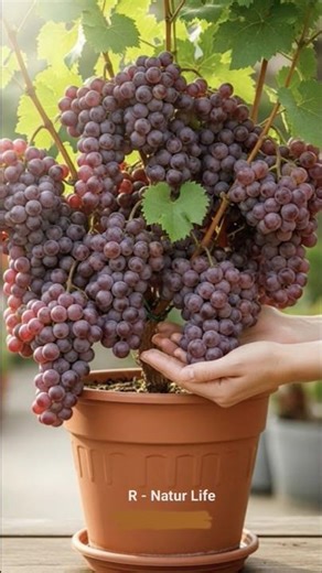 How to grow a grape tree from grapes to produce a lot of fruit in a short time. #grow #grape