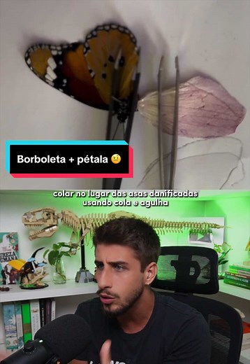 Borboleta com asas de pétala: o que é e como identificar