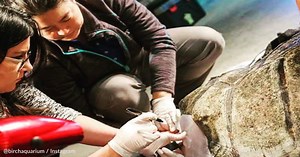 Scientists Check In On Sea Turtle With First 3D Printed Shell Brace Years Later | GreaterGood
