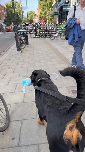 this has happened 🤣 Nala The Needy Rottie #rottweiler | Nala The Needy Rottie