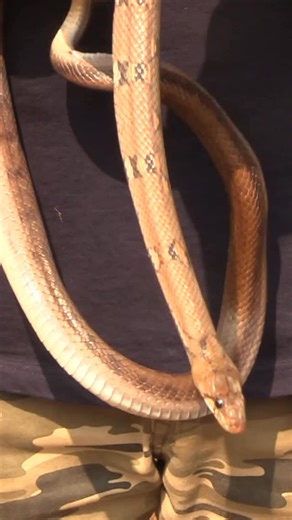 Snake Rescue India on Instagram: "तस्कर साँप 🐍"